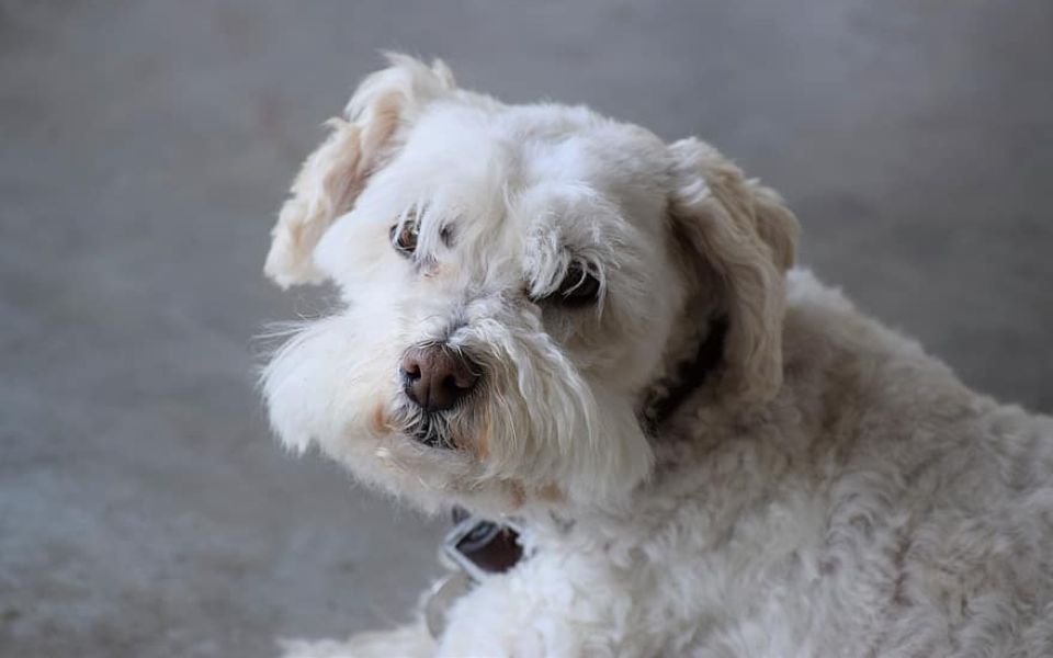 boxer poodle mix