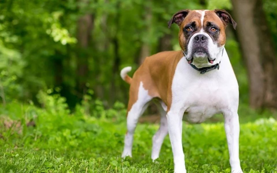 bulldog boxer mix dog