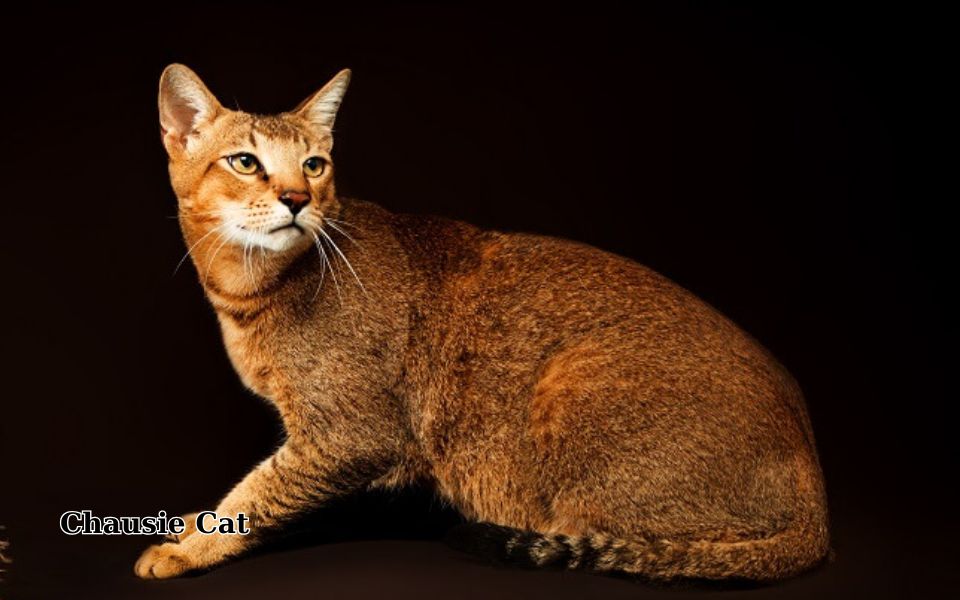 chausie cat