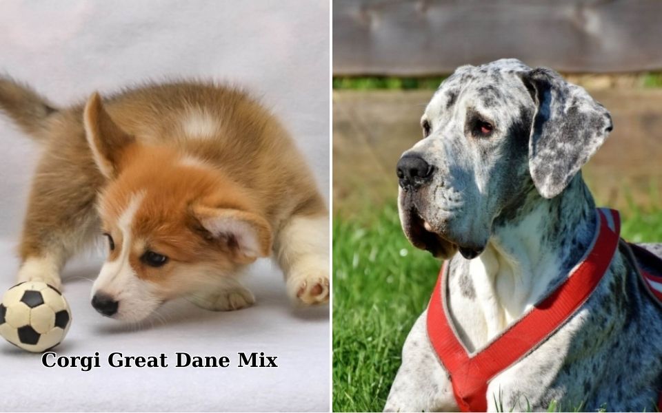 corgi great dane mix