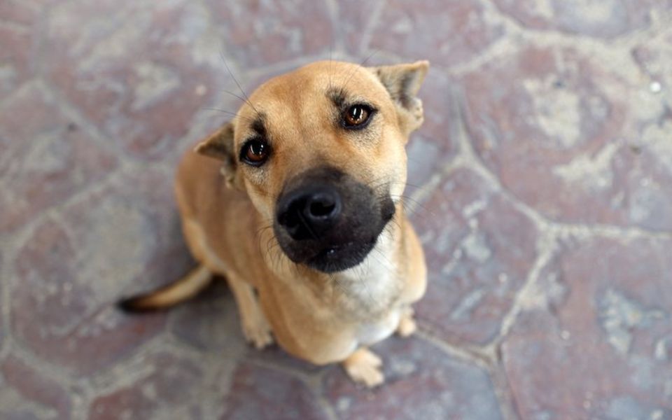 golden retriever boxer mix