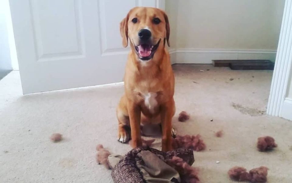 golden-retriever-mix-boxer