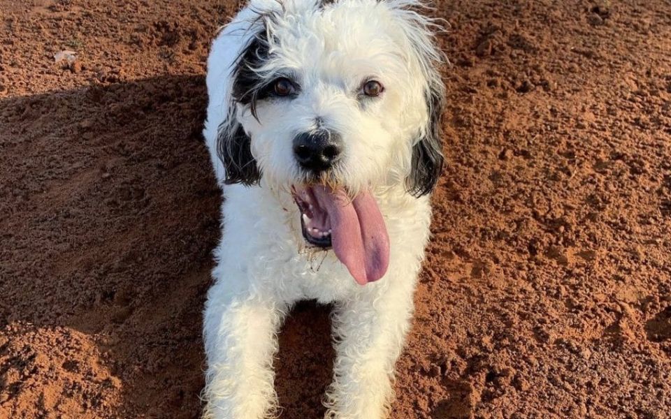 poodle cross boxer