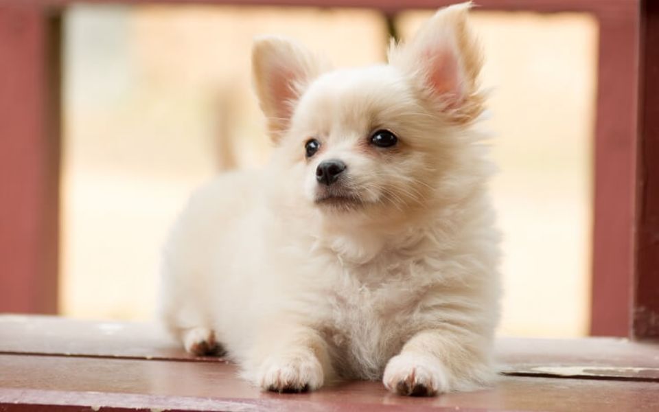 shih tzu and chihuahua mix