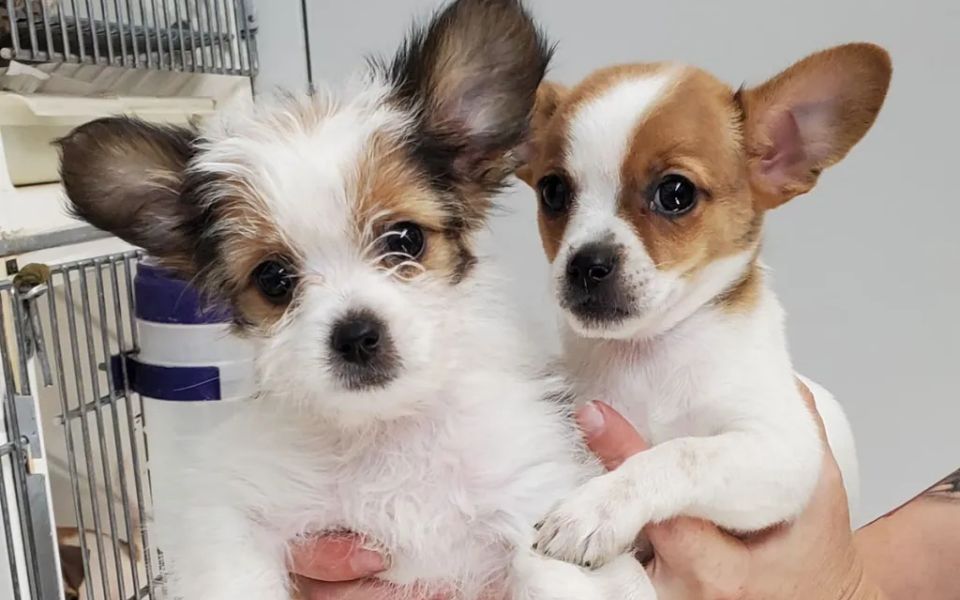 shih tzu chihuahua mix